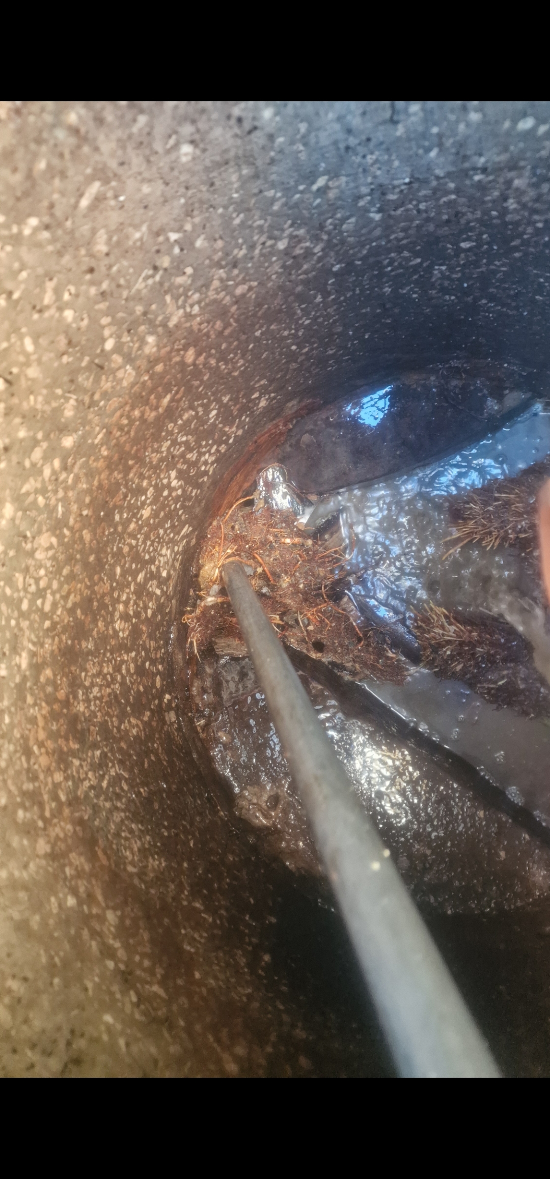 חיתוך שורשים בביוב